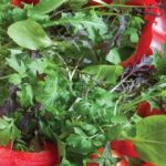 Thompson and Morgan Speedy Mix Salad Leaves Seed Tape – 80 Seeds