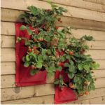 Burgon & Ball Verti Plant – Strawberry – Pack of 2
