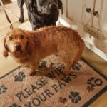 Hug Rug Pet Paws Doormat – 65cm x 85cm