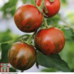 Thompson and Morgan Tomato Tiger Red F1 Hybrid – 4 Seeds