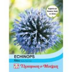 Thompson and Morgan Echinops Ritro – 15 Seeds