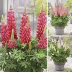 West Country Lupins Red & Pink Collection 6 Jumbo Round Plants