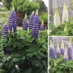West Country Lupins Purple And White Collection 12 Jumbo Round Plants
