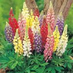 Lupin ‘Russell Hybrids Mixed’