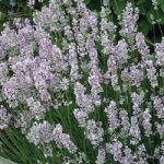 Lavender Rosea 3 Plant 9cm Pot