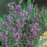 Vera Lavender 6 Plants 9cm Pot