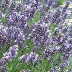 Provence Lavender 12 Plants 9cm Pot
