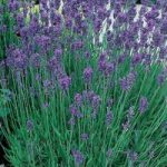 Munstead Lavender 24 Plants 9cm Pot