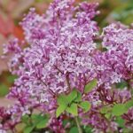Lilac ‘Palibin’ (Standard)