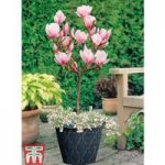 Magnolia ‘Red Lucky’ (Patio Standard)