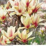 Magnolia ‘Denudata Sunrise’ (Patio Standard)