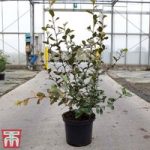 Magnolia laevifolia ‘Gail’s Favourite’