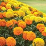 Marigold African Sun Mix 12 Mega Plants