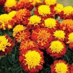 Marigold Tip Top F1 24 Large Plants