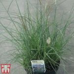 Miscanthus sinensis ‘Graziella’