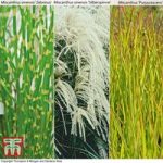Miscanthus Grass Collection