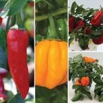 Sweet and Chilli Peppers Mixed Collection 12 Large Plants