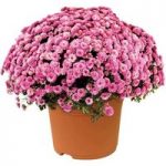 Hardy Mums Pink 1 Pre-Planted Container