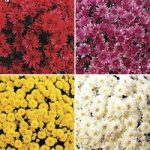 Hardy Mum (Chrysanthemums) 24 Large Plants