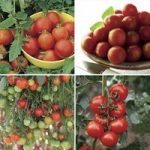 Mixed Tomatoes Pack 12 Large Plants