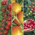 Tasty Tomatoes Pack 12 Large Plants