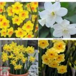 Narcissus ‘Dwarf Collection’