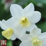 Narcissus ‘Topolino Mini’