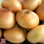 Onion ‘Borettana’