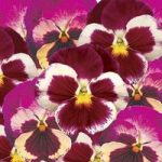 Pansy Strawberry Rose 24 Large Plants