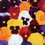 Pansy Grande Fragrance 170 Small Plugs