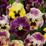 Pansy ‘Frizzle Sizzle Fire’