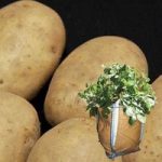 Maris Peer Seed Potatoes (2kg) plus 4 patio planters