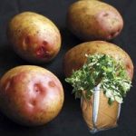 King Edward Seed Potatoes (2kg) plus 4 patio planters