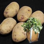 Kestrel Seed Potatoes (2kg) plus 4 patio planters