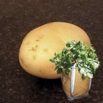 Casablanca Seed Potatoes (2kg) plus 4 patio planters