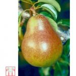 Pear ‘Doyenné du Comice’