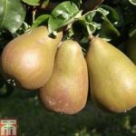 Pear ‘Beurré Hardy’