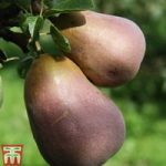 Pear ‘Red Sensation Bartlett’