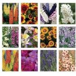 Perennial Mixed Collection 12 Large Plants