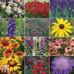 Perennial  ‘Best Value’ Collection