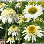 Perennial White Hot Collection
