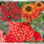 Perennial Red Hot Collection