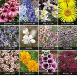 Perennial ‘Best Value’ Collection
