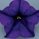 Petunia Surfinia Classic (Trailing) Blue 6 Large Plants