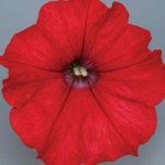 Petunia Surfinia Classic (Trailing) Red 6 Large Plants