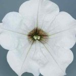 Petunia Surfinia Classic (Trailing) White 24 Large Plants