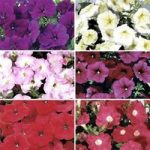Petunia Grand Prix Patchwork (Semi-Trailing) 170 Small Plug Plants