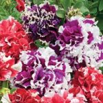 Petunia ‘Orchid-Flowered Mixed’ F1 Hybrid