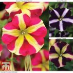 Petunia ‘Amore’ Collection
