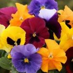 Pansy Grande Fragrance 280 Plants (1st Delivery Period)